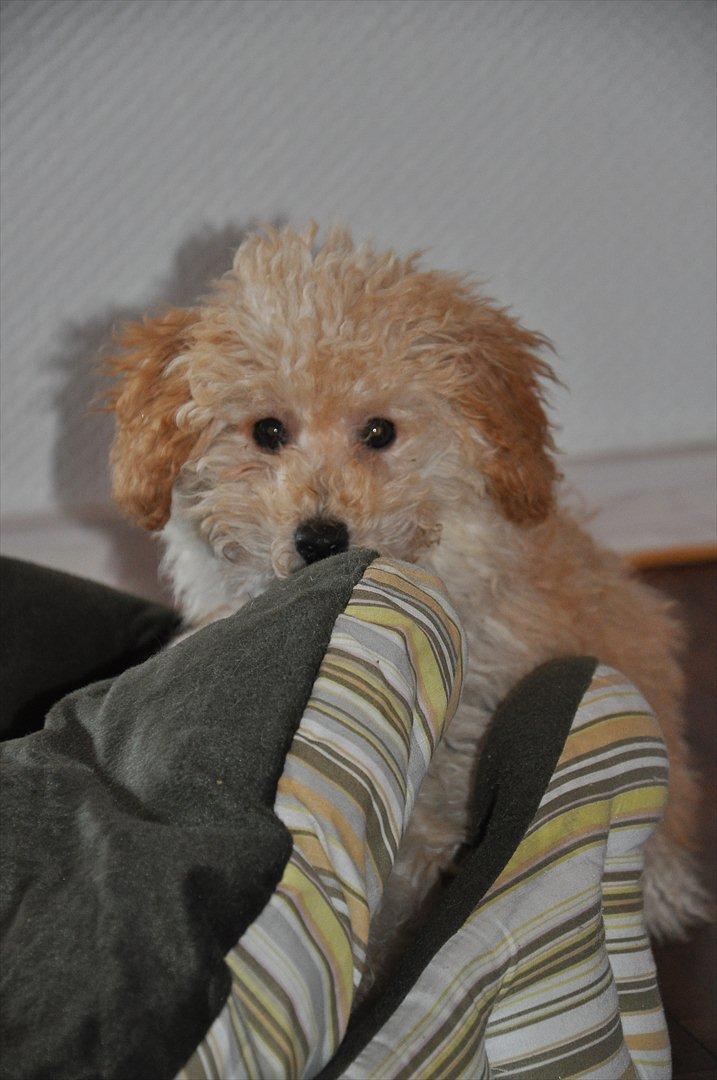 Dværgpuddel Bella - Baby <3 billede 18