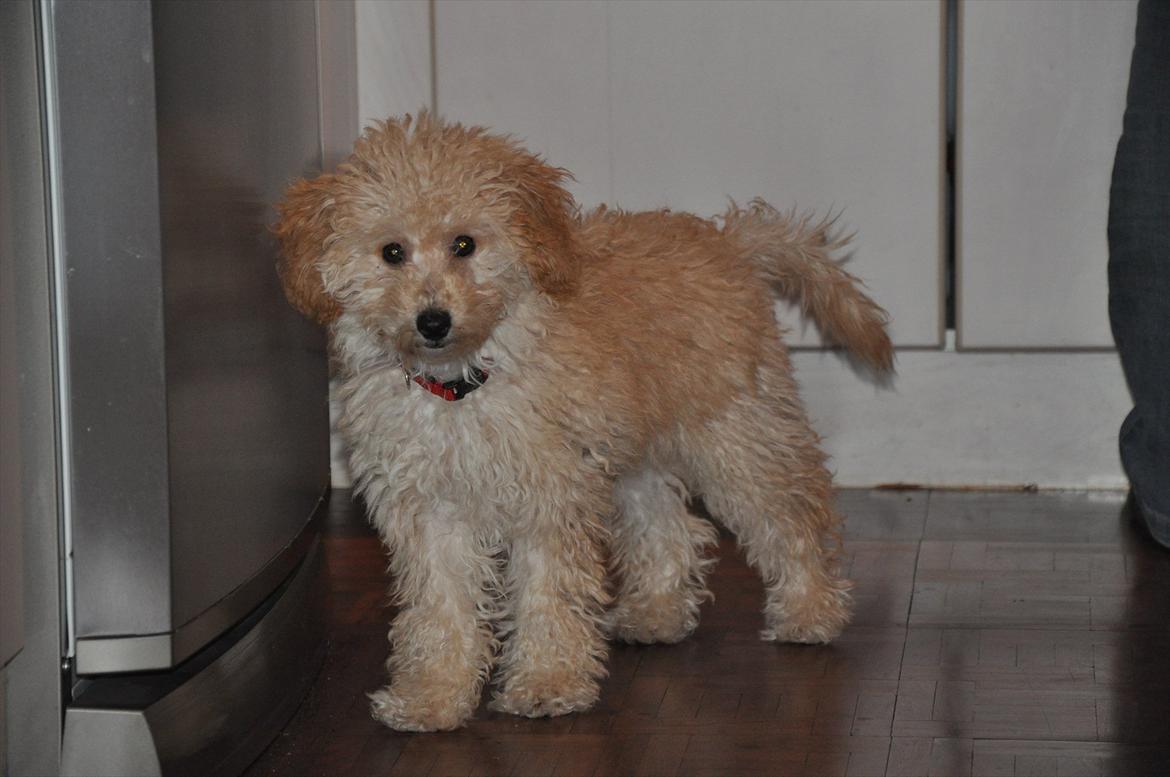 Dværgpuddel Bella - <3 billede 19