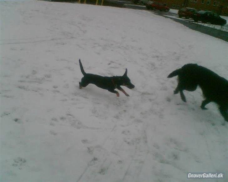 Blanding af racer Piple billede 13