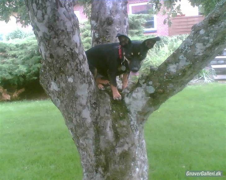 Blanding af racer Piple billede 14