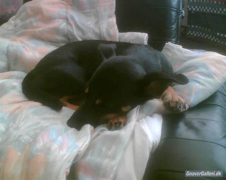 Blanding af racer Piple billede 15