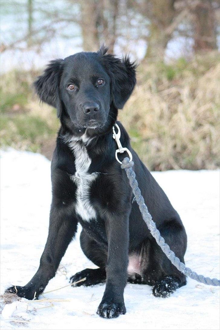 Blanding af racer Lucy billede 3