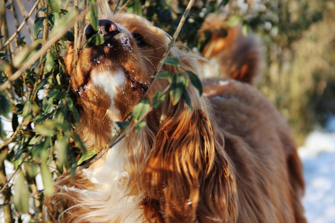 Cocker spaniel » bailey «  billede 1