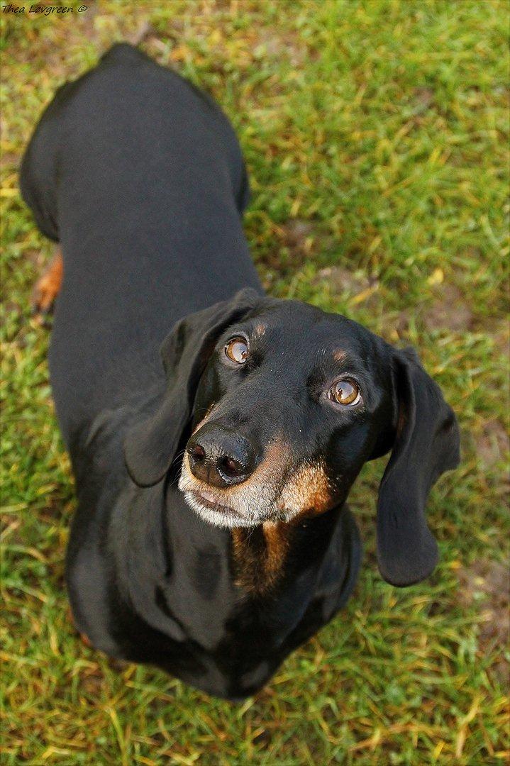 Gravhund ......Jaques.....;) (Himmelhund) - Jan 2012

Guffere i lommen - uden tvivl ;) billede 13