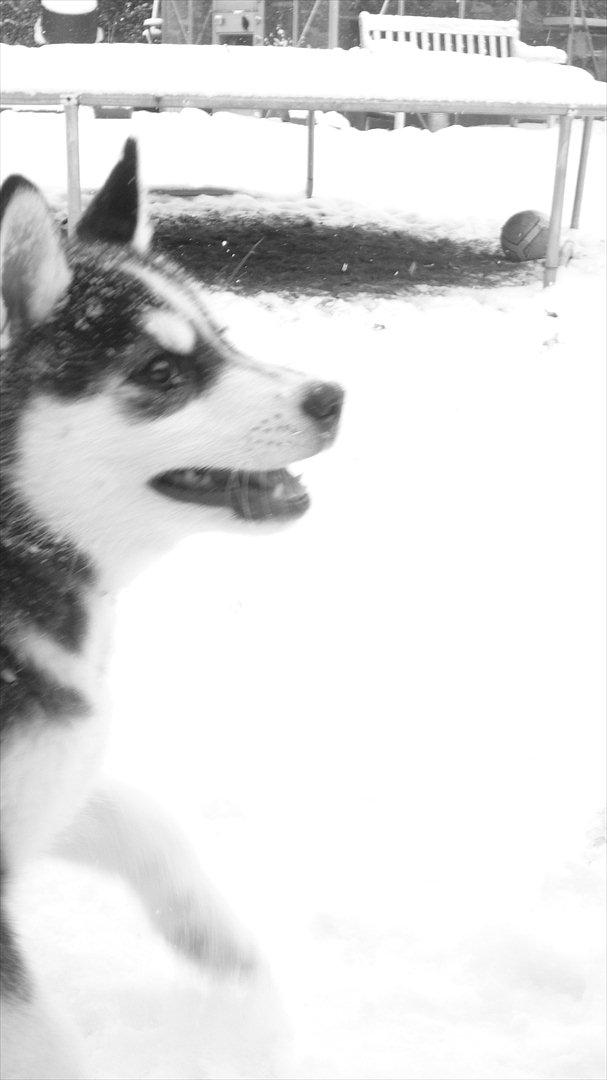 Blanding af racer Aya billede 8