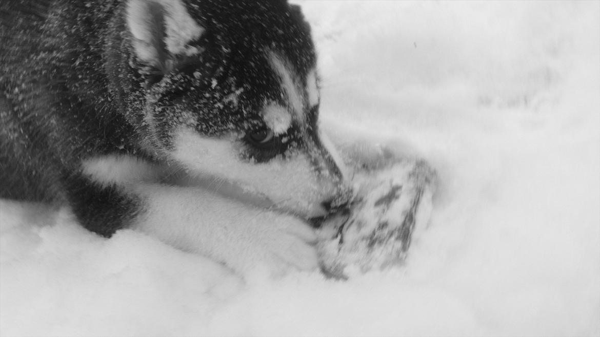 Blanding af racer Aya billede 6