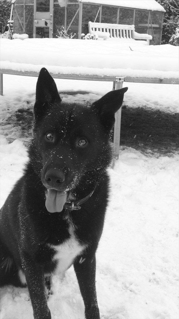 Blanding af racer Chick billede 4