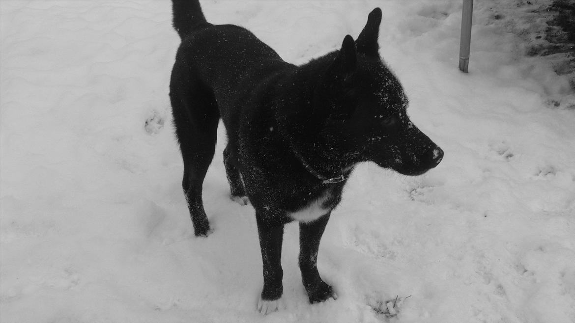 Blanding af racer Chick billede 12