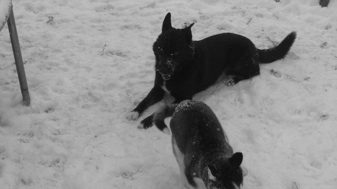 Blanding af racer Chick billede 13