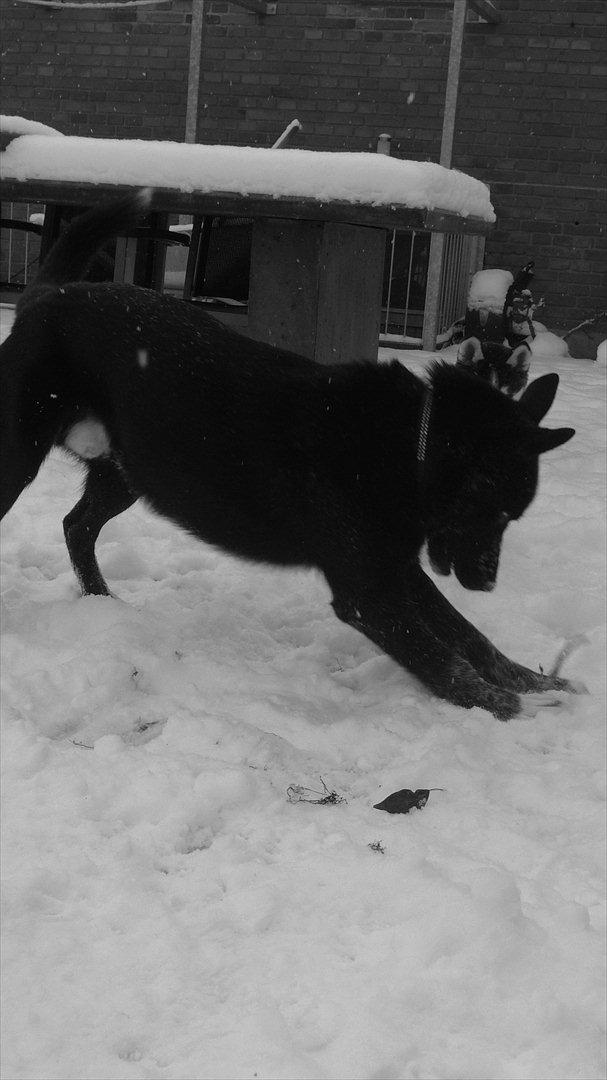 Blanding af racer Chick billede 14