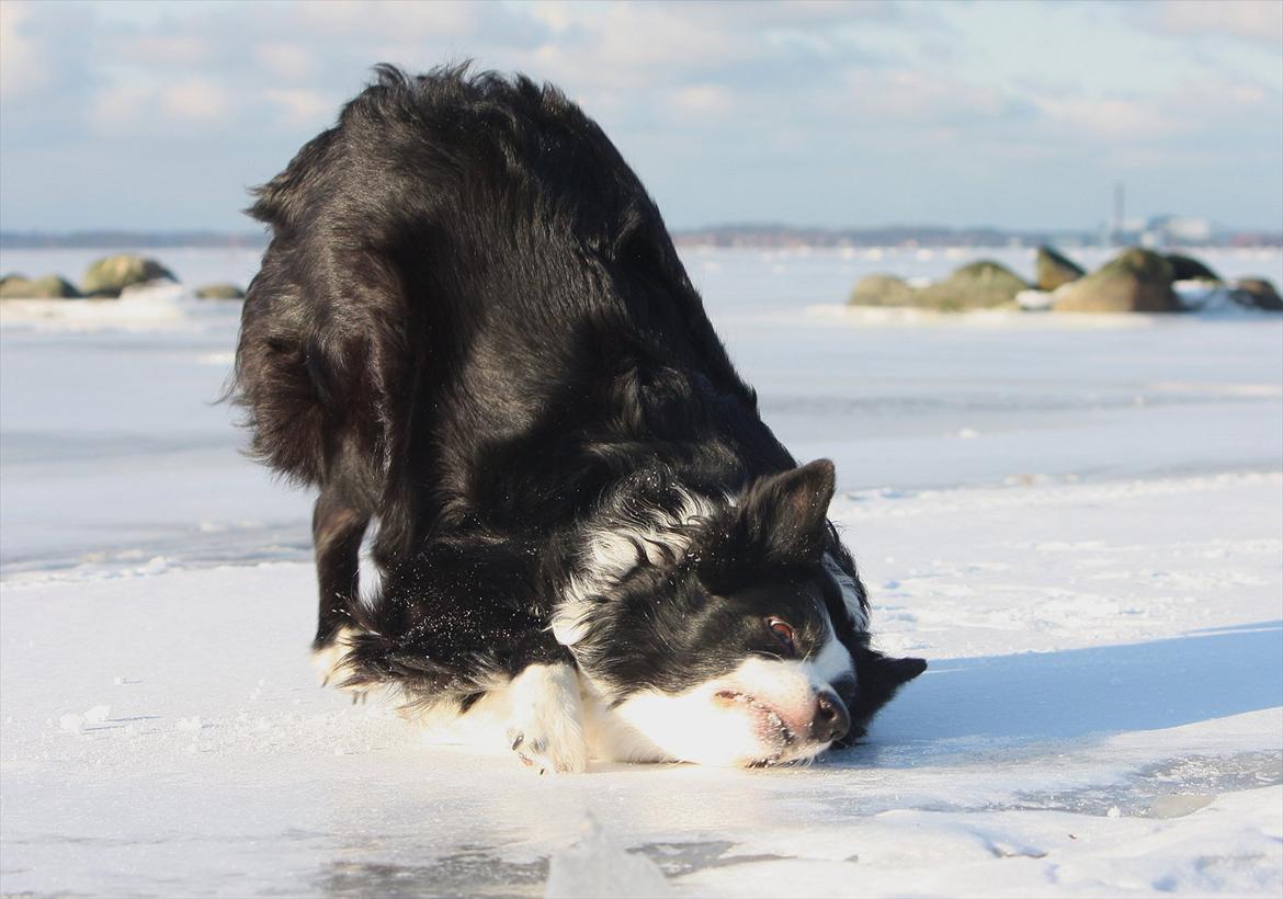 Border collie Daisy - 13 år billede 6