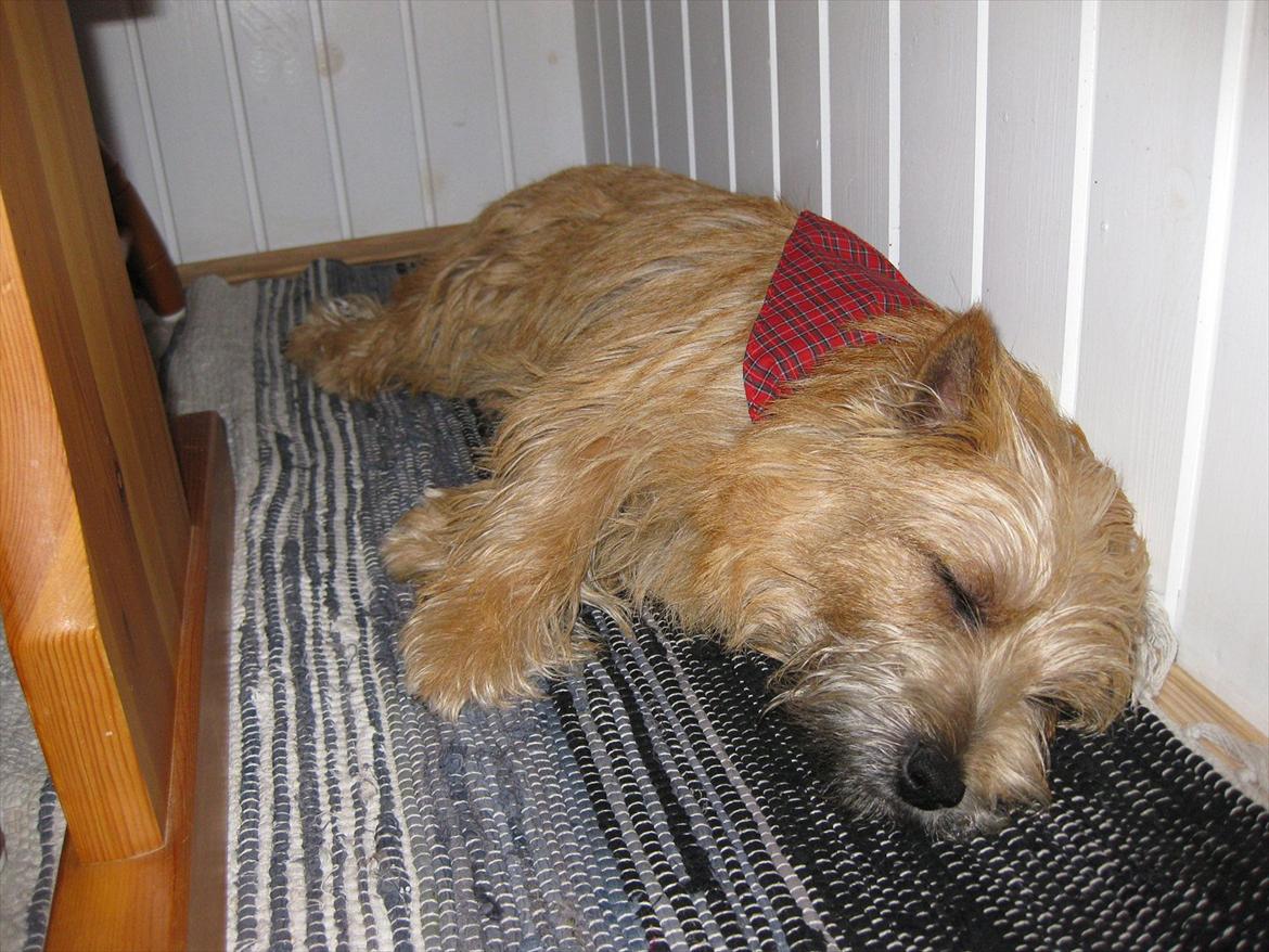 Cairn terrier William billede 9