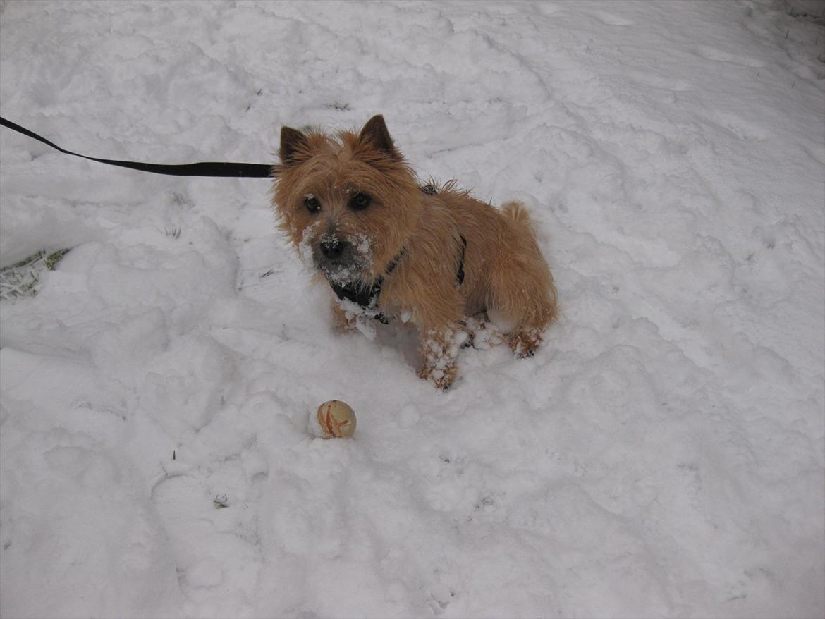 Cairn terrier William billede 10