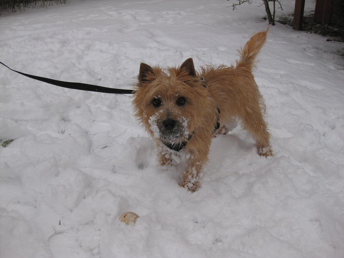 Cairn terrier William billede 11