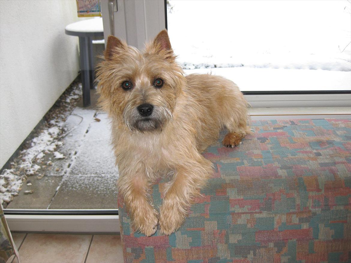 Cairn terrier William billede 12