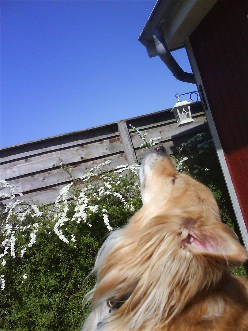 Blanding af racer Vaks [Himmelhund] billede 22