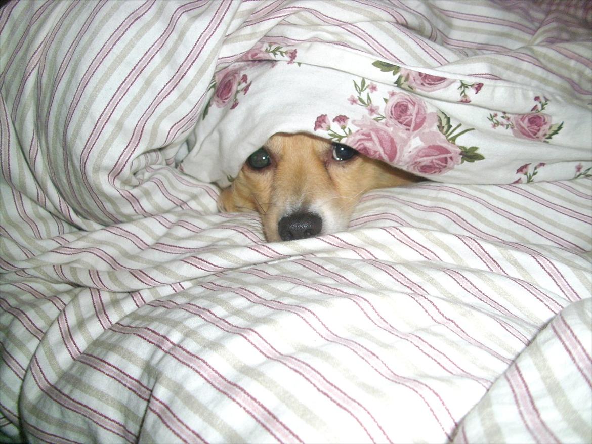 Blanding af racer Vaks [Himmelhund] billede 30