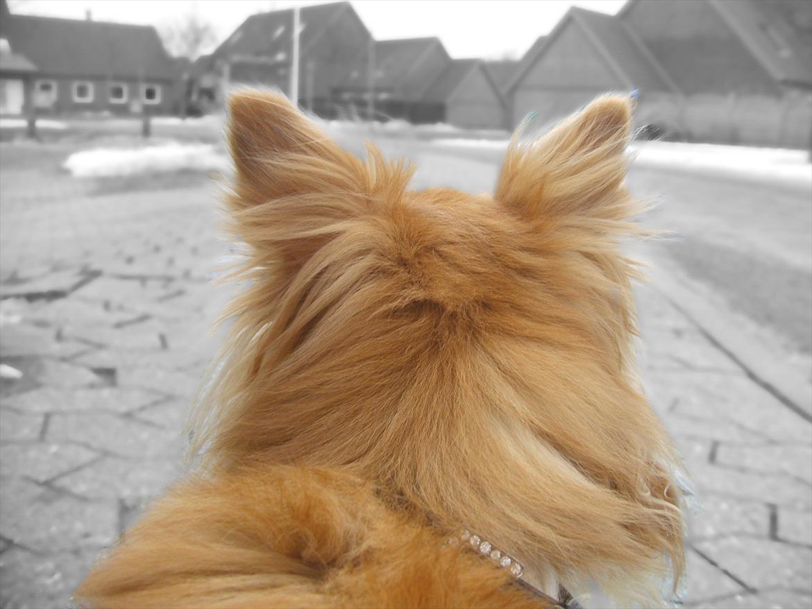 Blanding af racer Vaks [Himmelhund] billede 21