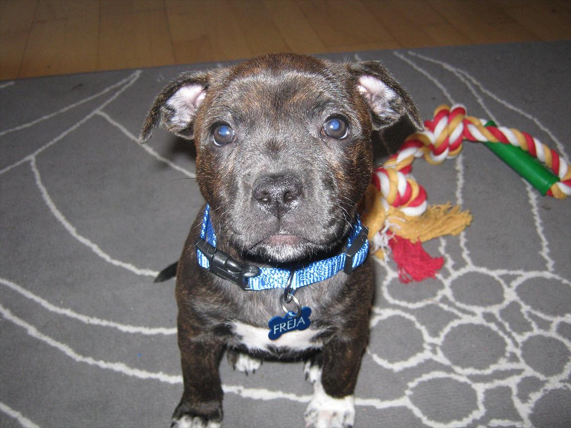 Staffordshire bull terrier Freja billede 5