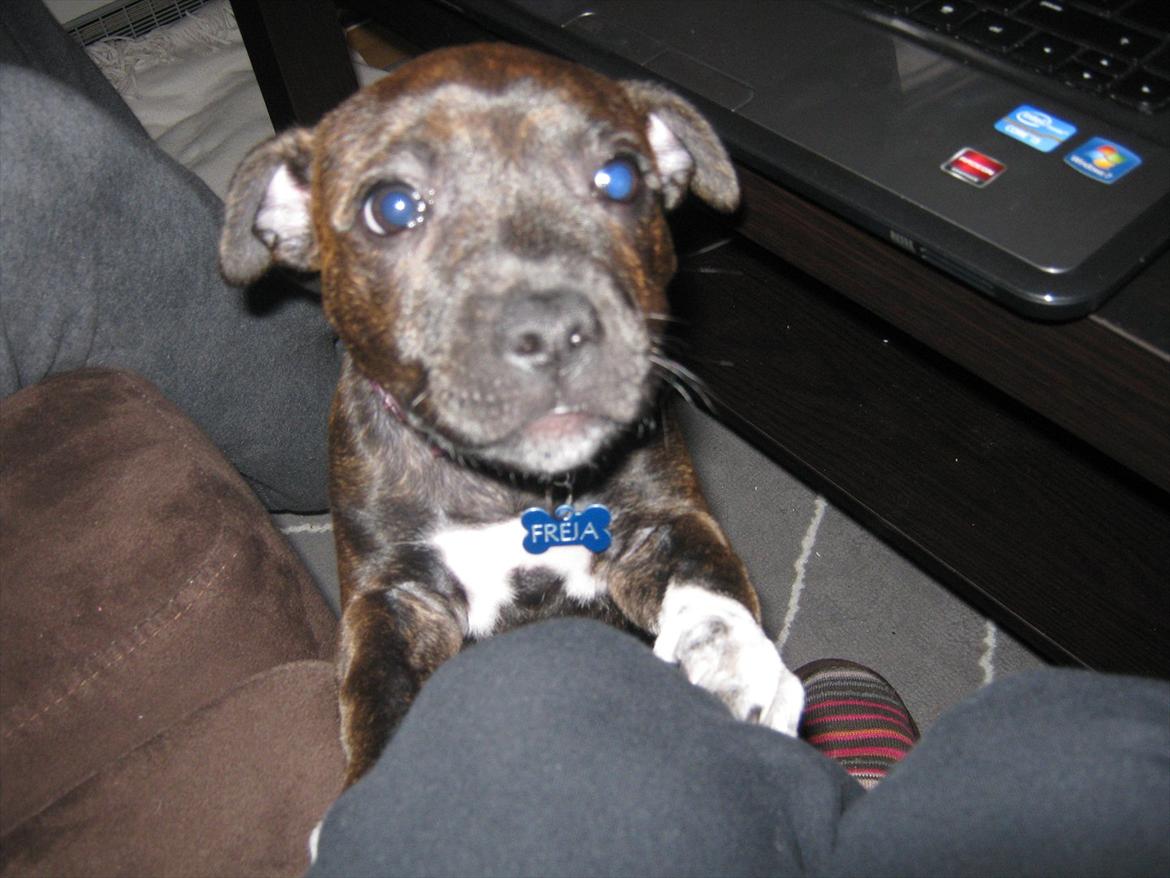 Staffordshire bull terrier Freja billede 6