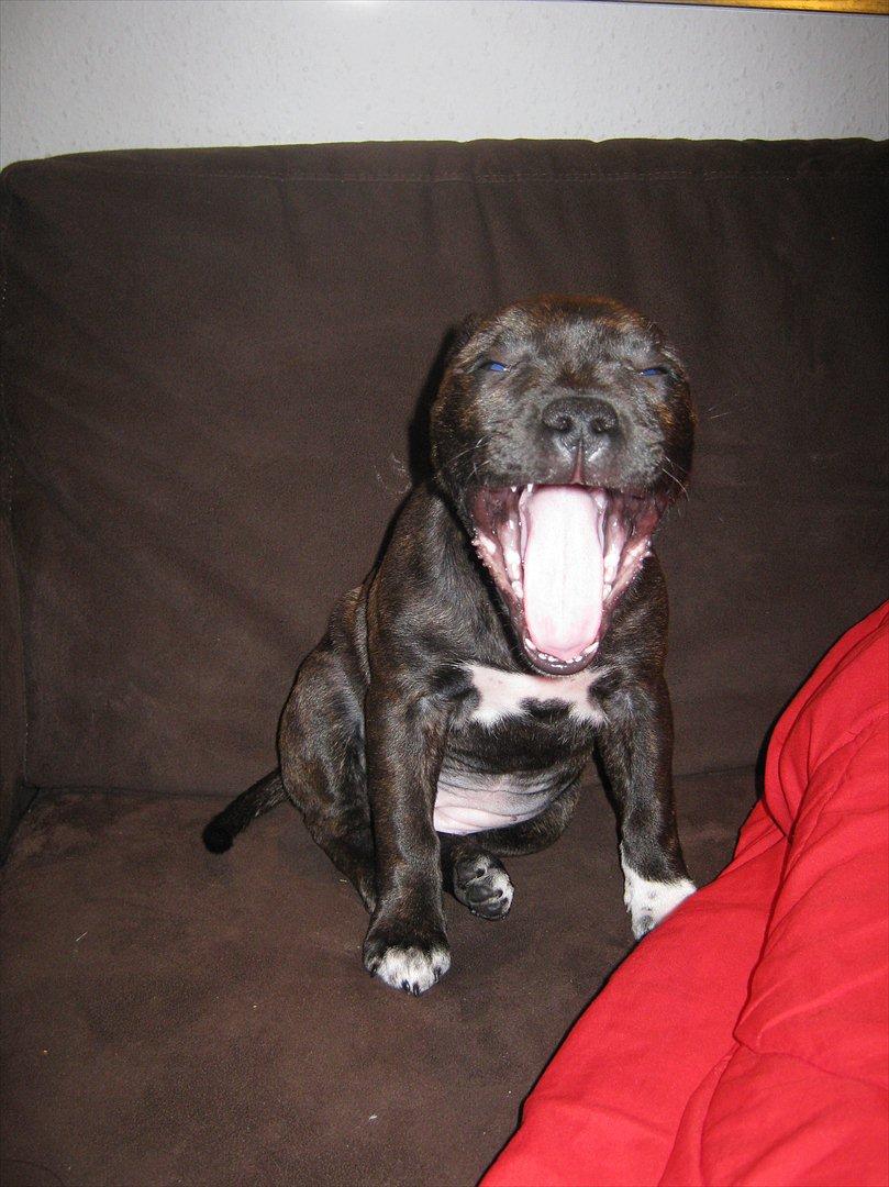 Staffordshire bull terrier Freja billede 7