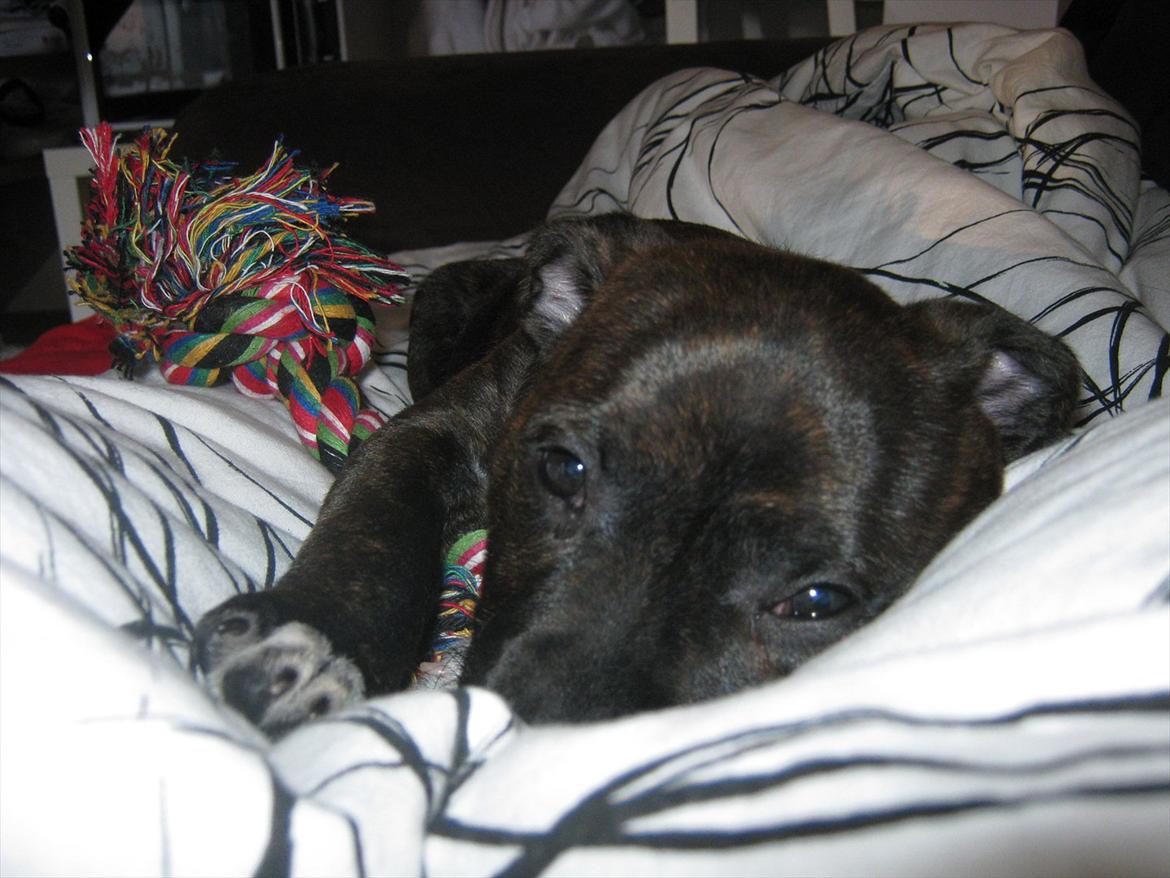 Staffordshire bull terrier Freja billede 8