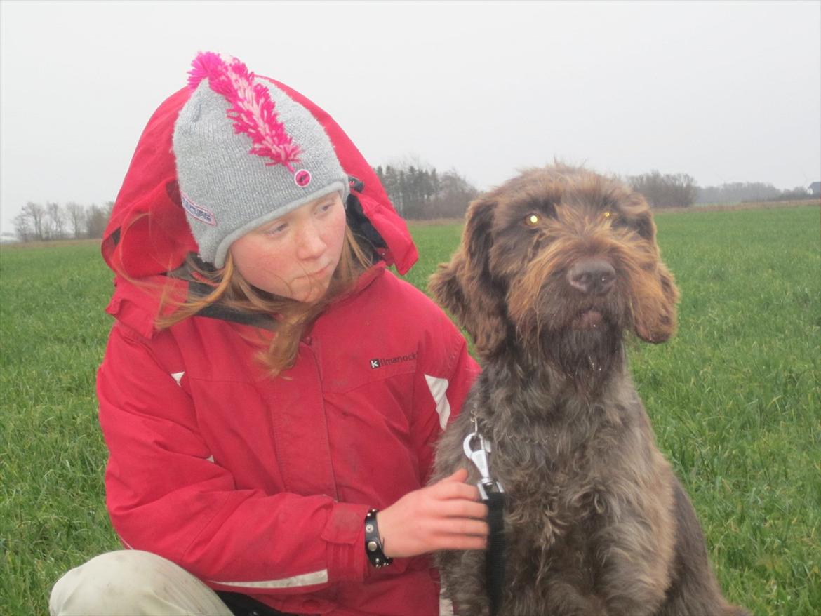 Ruhåret hønsehund Birkemosens Luchs billede 9