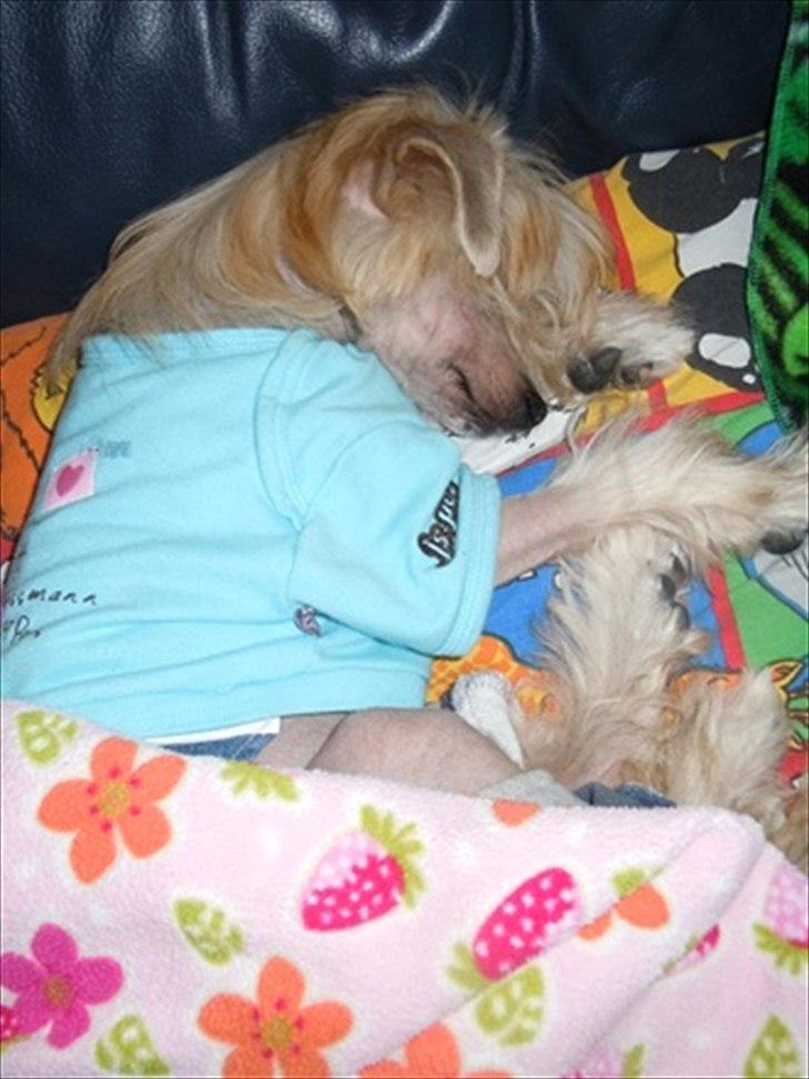 Chinese crested hårløs Misella`s Leroy billede 1