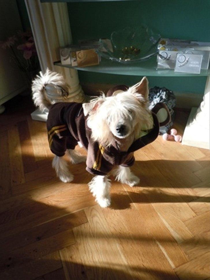 Chinese crested hårløs Misella`s Leroy billede 2