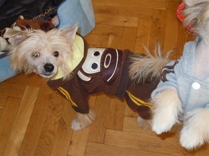 Chinese crested hårløs Misella`s Leroy billede 3