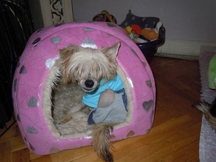 Chinese crested hårløs Misella`s Leroy billede 4