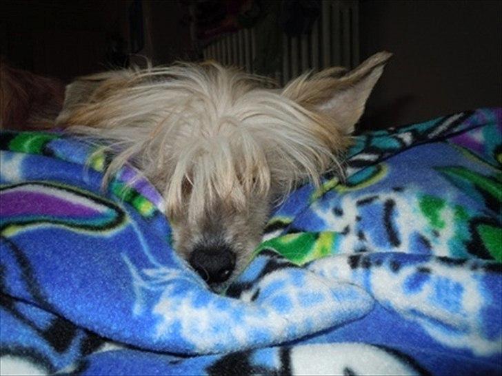 Chinese crested hårløs Misella`s Leroy billede 5