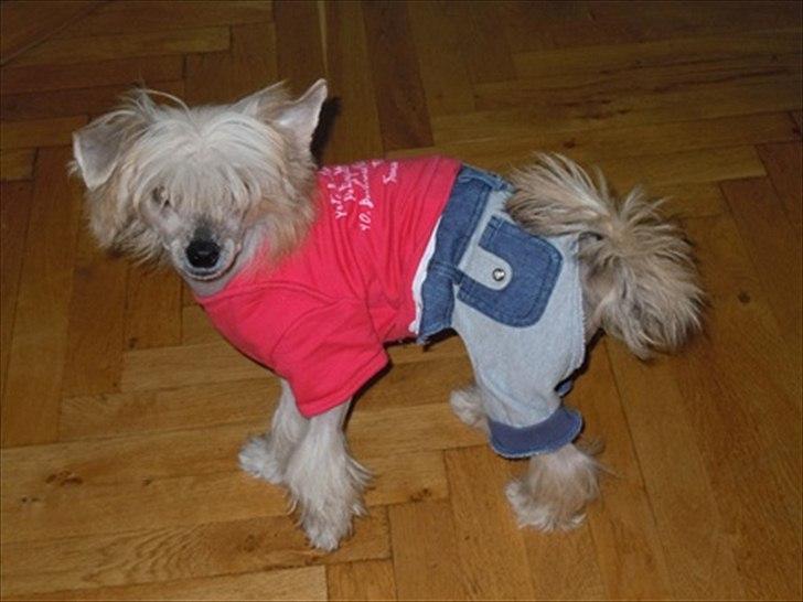 Chinese crested hårløs Misella`s Leroy billede 6