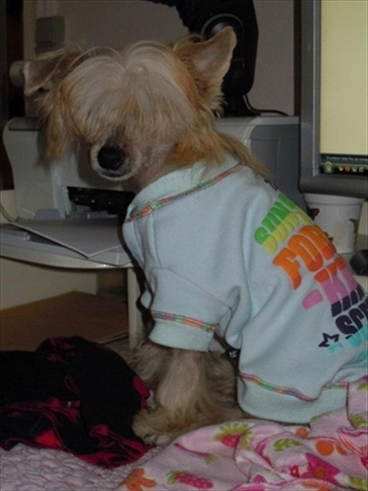 Chinese crested hårløs Misella`s Leroy billede 7