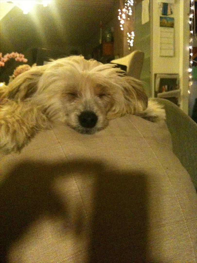 Chinese crested hårløs Misella`s Leroy billede 8