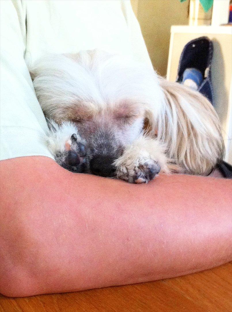 Chinese crested hårløs Misella`s Leroy billede 9