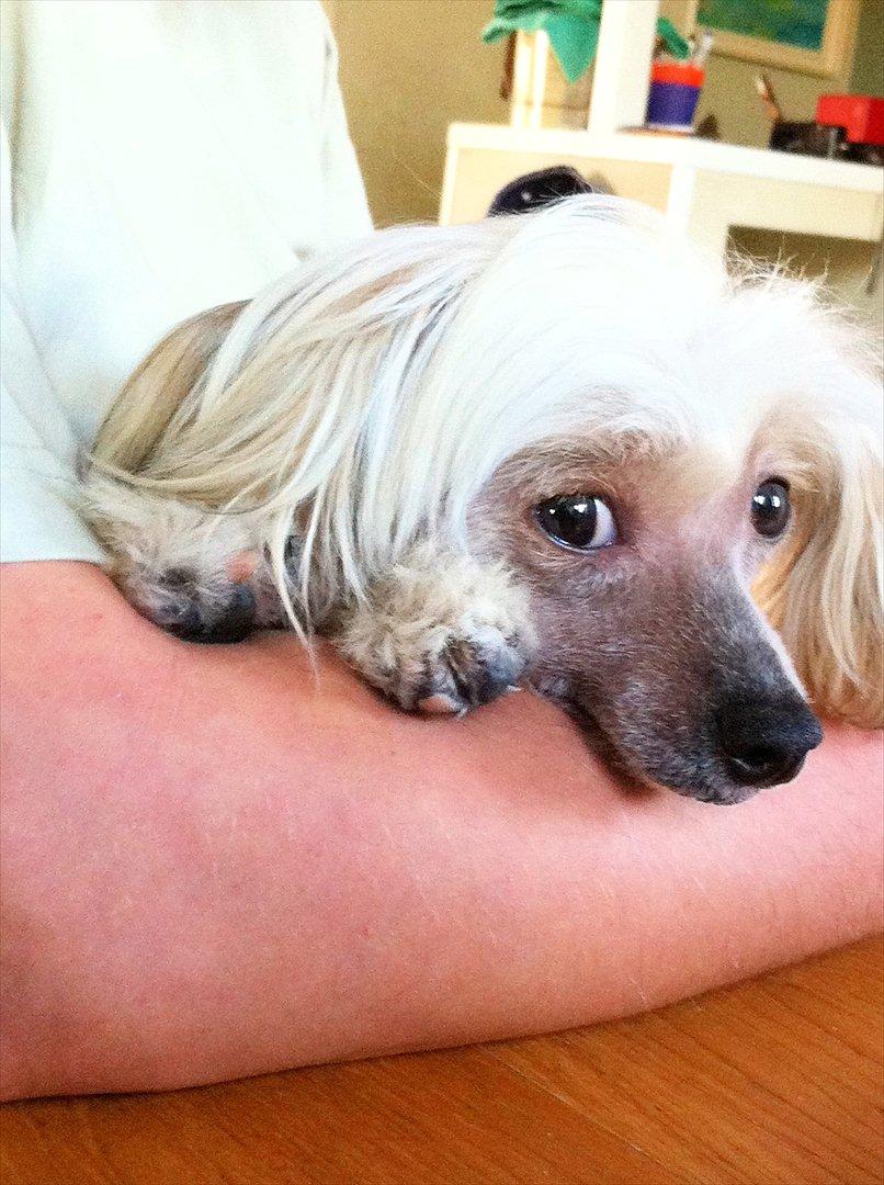 Chinese crested hårløs Misella`s Leroy billede 10