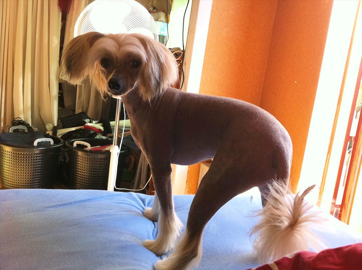 Chinese crested hårløs Misella`s Leroy billede 11