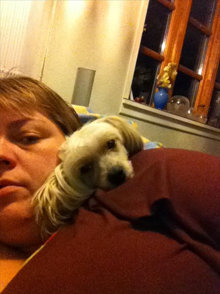 Chinese crested hårløs Misella`s Leroy billede 12