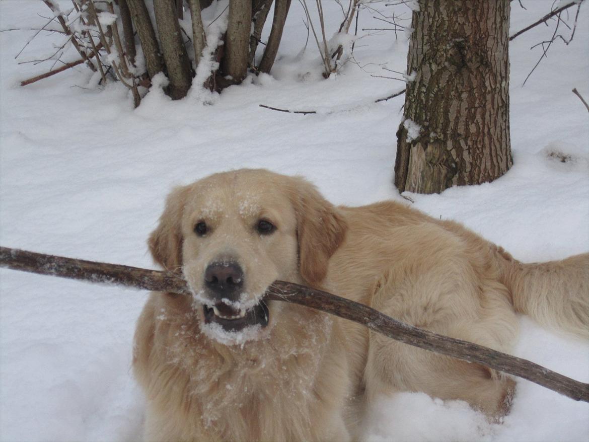 Golden retriever Gizmo billede 14