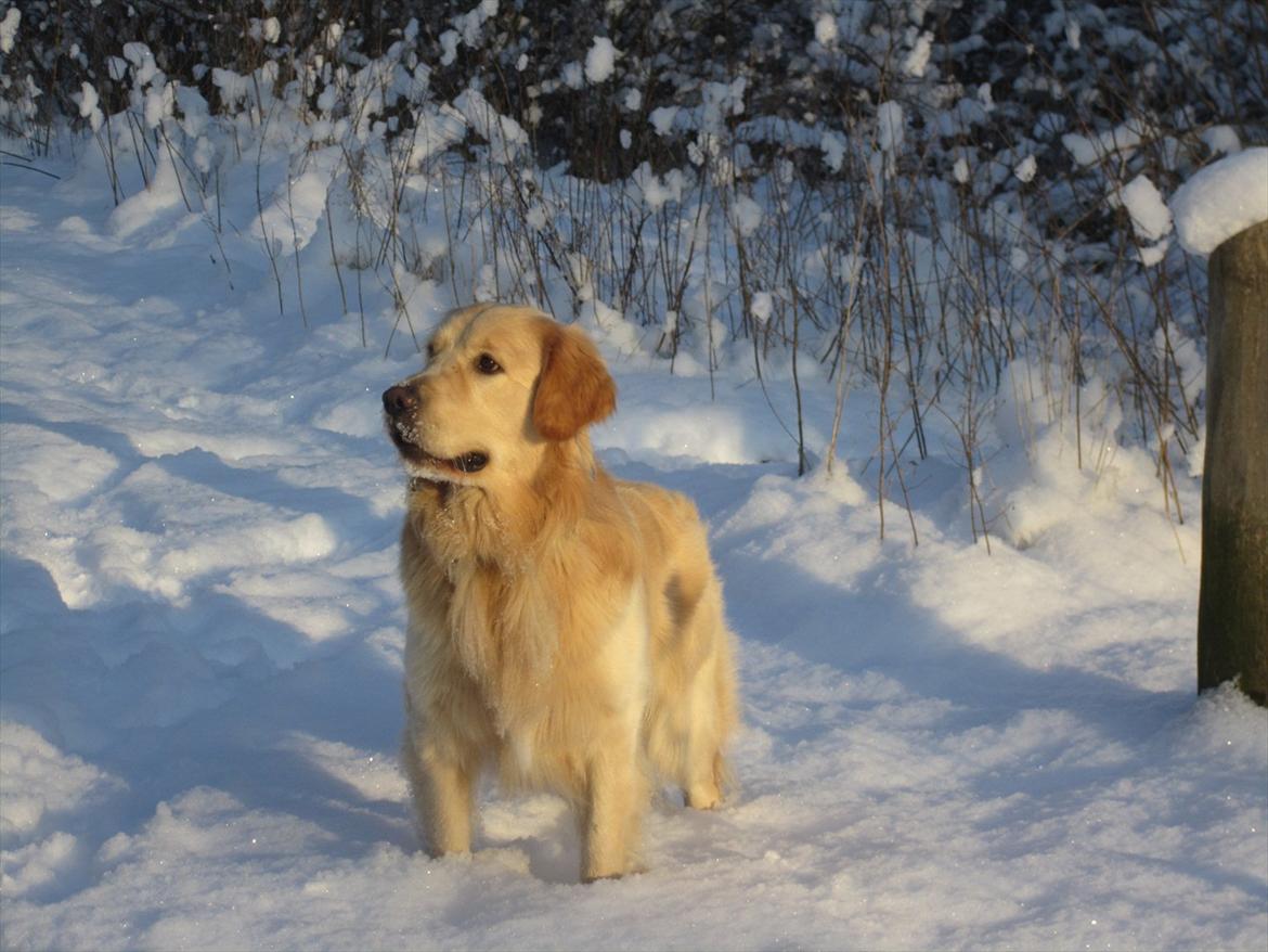 Golden retriever Gizmo billede 15