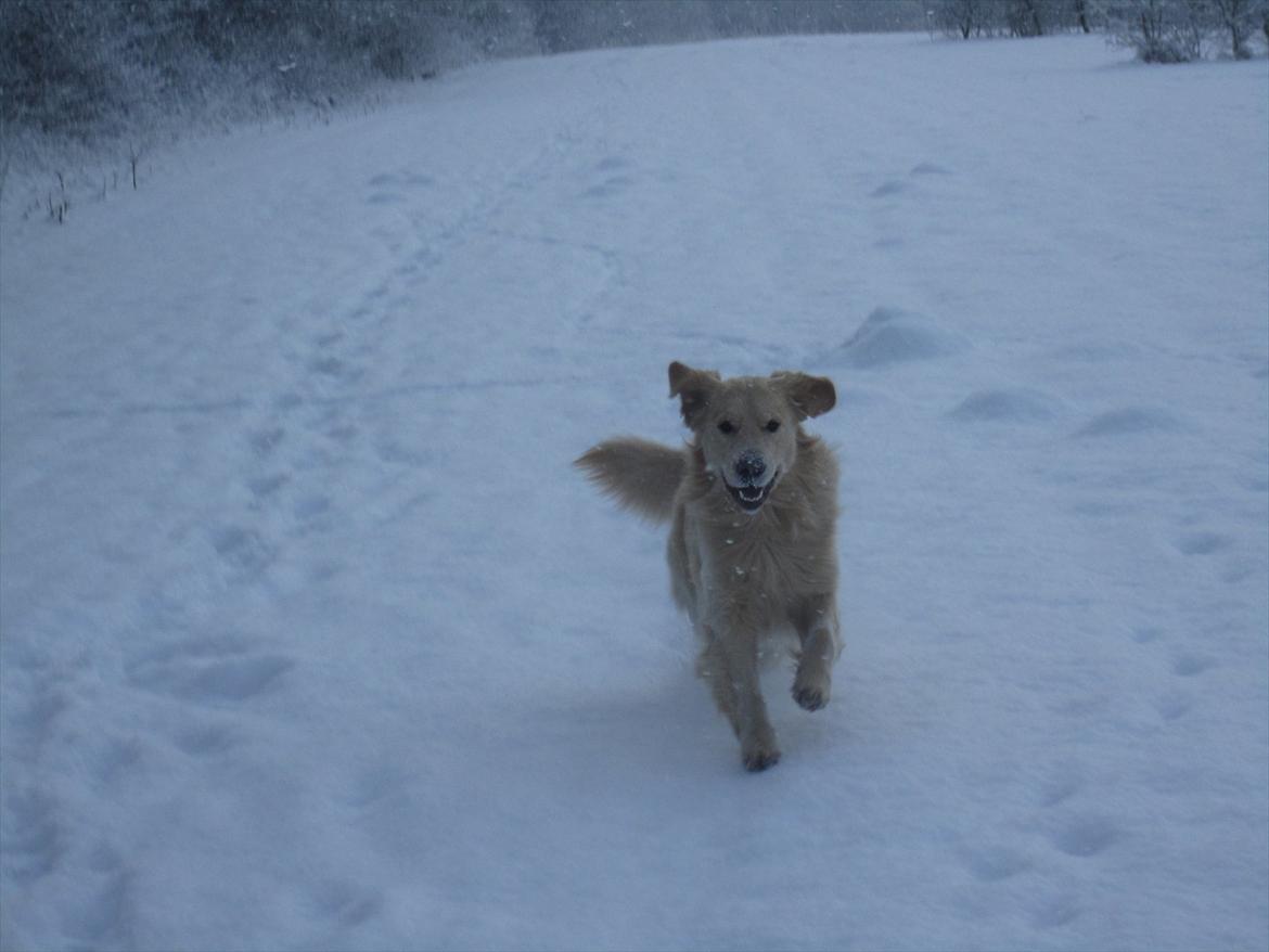 Golden retriever Gizmo billede 16