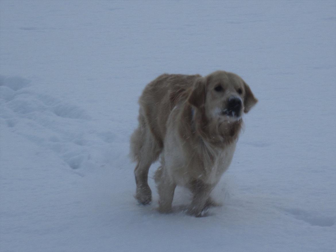 Golden retriever Gizmo billede 17