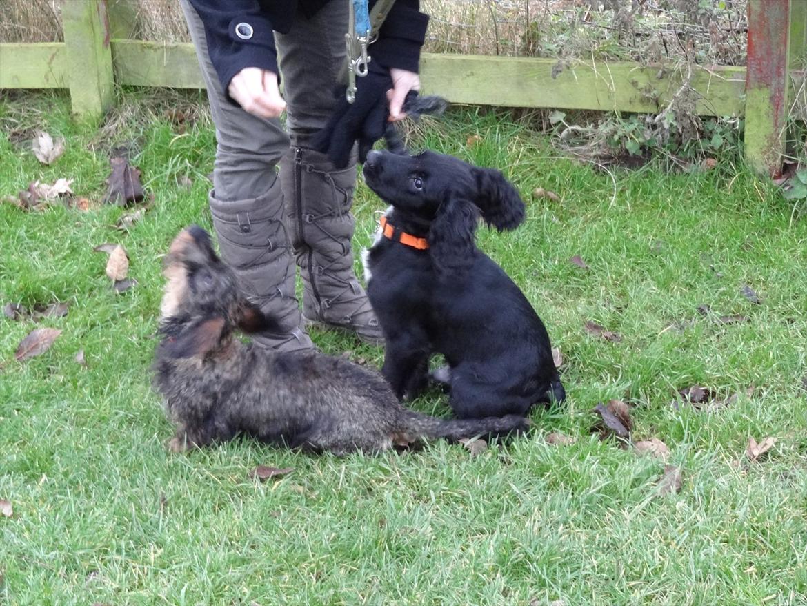 Blanding af racer  Springer og Cocker spaniel Charlie - Charlie med hans bedste venninde Luna billede 14