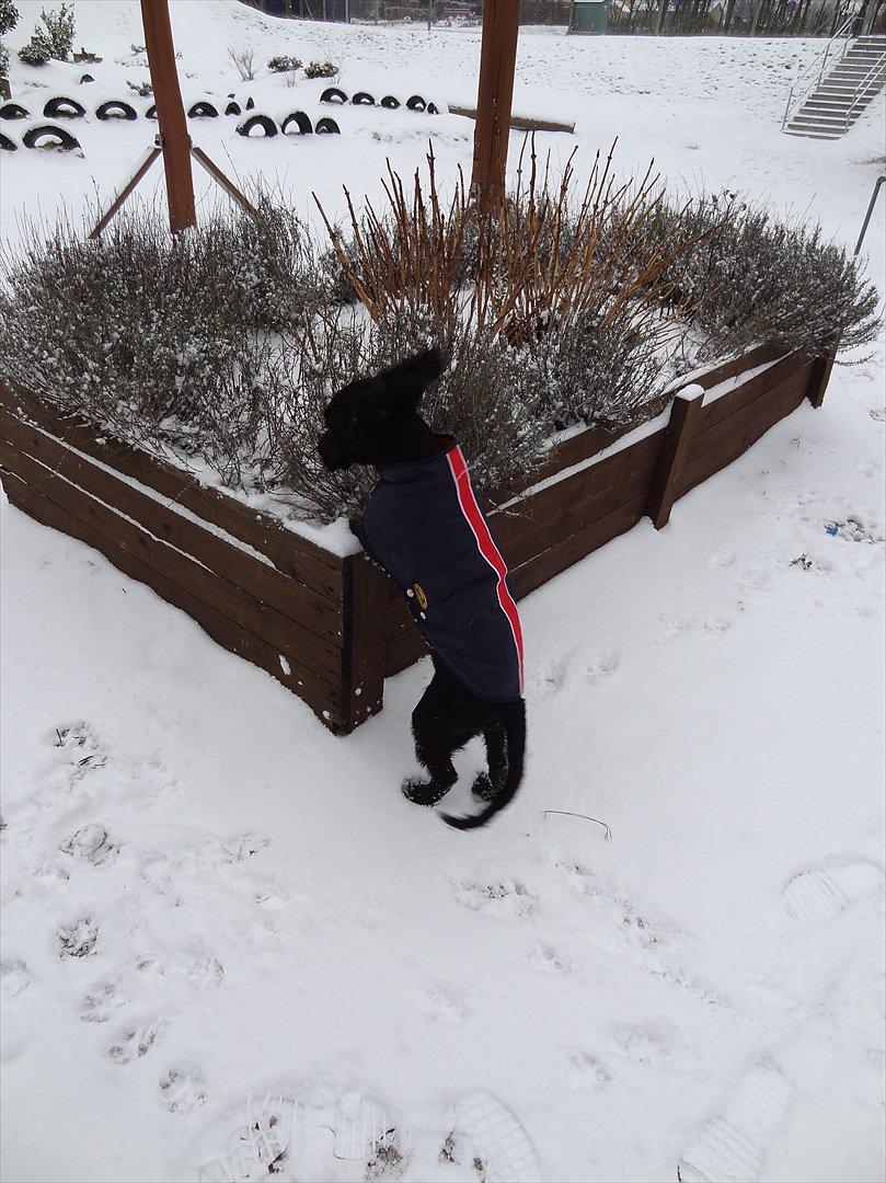 Blanding af racer  Springer og Cocker spaniel Charlie billede 19