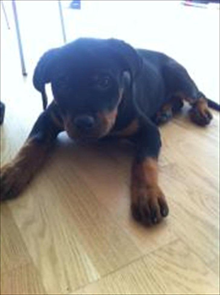 Rottweiler Abby SOLGT - Min Abby<3<3<3 billede 4