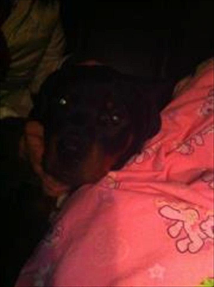 Rottweiler Abby SOLGT - Abby hviler sig<3 billede 5