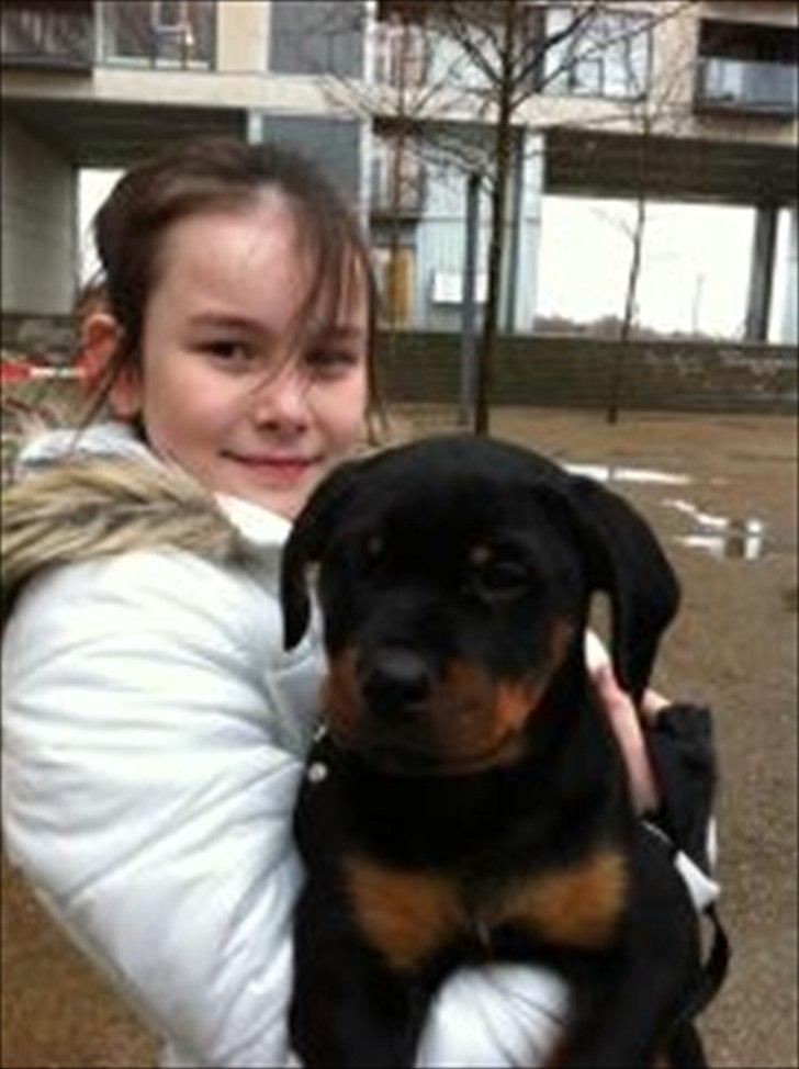 Rottweiler Abby SOLGT - Abby på tur<3<3<3 billede 1