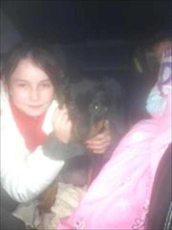 Rottweiler Abby SOLGT - abby på vej hjem<3 billede 6