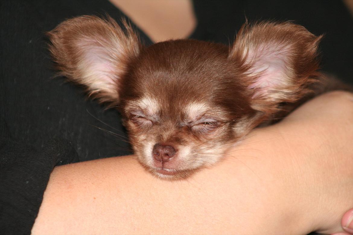 Chihuahua Mocca billede 2
